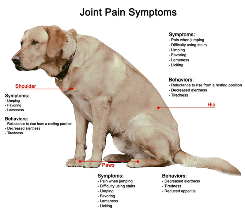 Pet Laser Therapy Device