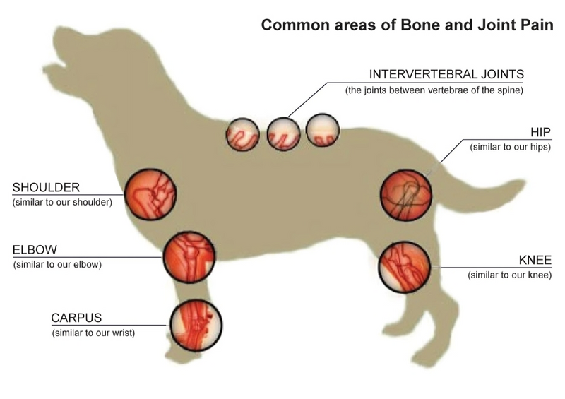 Pet Laser Therapy Device